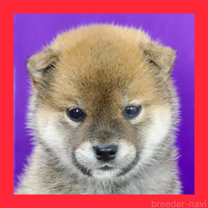 販売中の愛知県の柴犬-401772